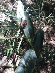 Alpinia shimadae