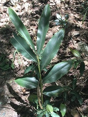 Alpinia shimadae