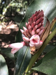 Alpinia shimadae
