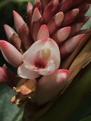 Alpinia shimadae