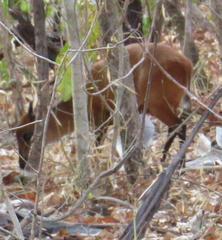 Cephalophorus harveyi