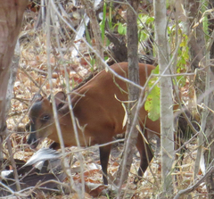 Cephalophorus harveyi