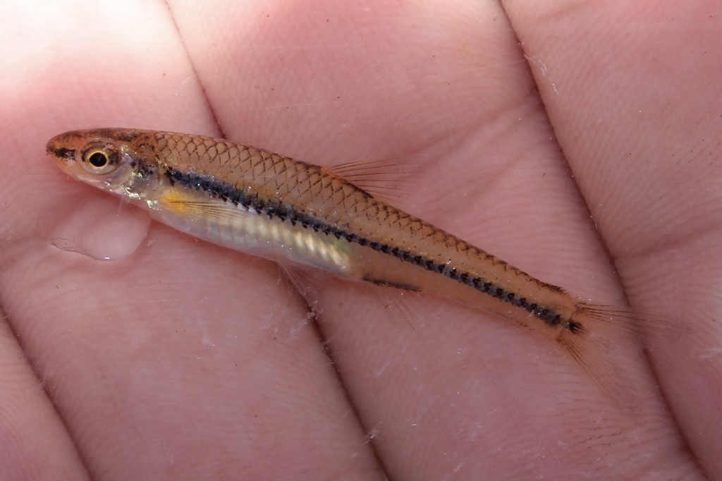 Witmond-shiner (Notropis alborus) — Cyprinidae