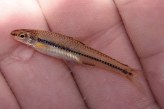 Notropis alborus