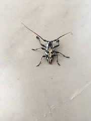 Steirastoma marmoratum