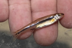 Notropis alborus