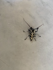 Steirastoma marmoratum