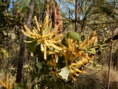 Acacia dimidiata