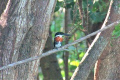 Chloroceryle americana