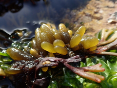 Adenocystis utricularis