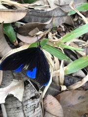 Pompelon marginata