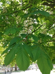 Aesculus hippocastanum