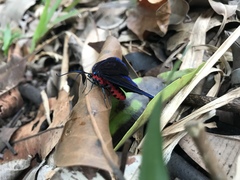 Pompelon marginata
