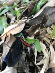 Pompelon marginata
