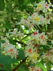 Aesculus hippocastanum