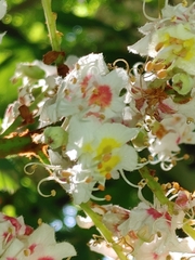 Aesculus hippocastanum