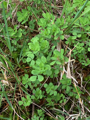 Trifolium dubium