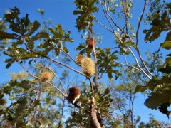Banksia dentata
