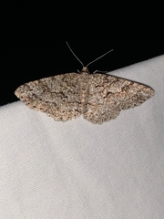 Melanolophia imitata