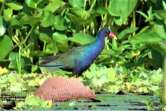 Porphyrio martinica