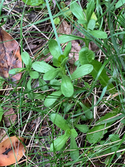 Sericocarpus rigidus