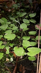 Corybas macranthus