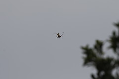 Dicelosternus corallinus