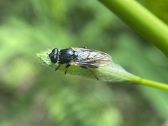 Myolepta
