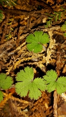 Hydrocotyle elongata