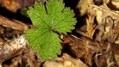 Hydrocotyle elongata