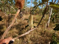 Banksia dentata