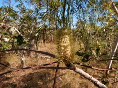 Banksia dentata