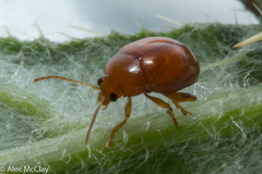 Sphaeroderma testaceum