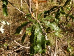 Banksia dentata