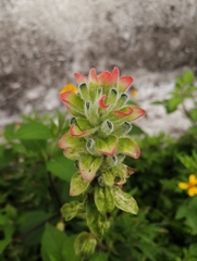Castilleja arvensis