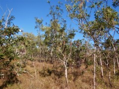 Banksia dentata