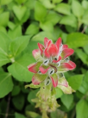 Castilleja arvensis