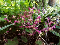 Epimedium × rubrum