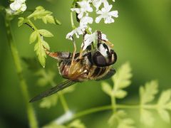 Helophilus pendulus