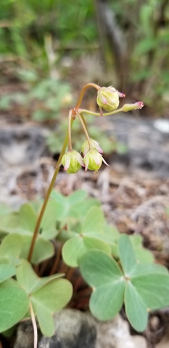 violet woodsorrel