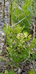 Comandra umbellata umbellata