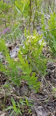 Comandra umbellata umbellata