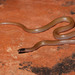 Southwestern Blackhead Snake - Photo (c) Robert Dobbs, some rights reserved (CC BY-NC), uploaded by Robert Dobbs