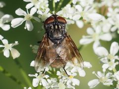 Phasia subcoleoptrata