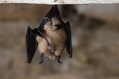 Greater Horseshoe Bat photo 2