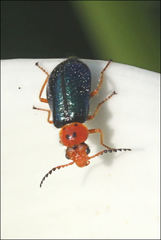 Ascolhedybius hirtus