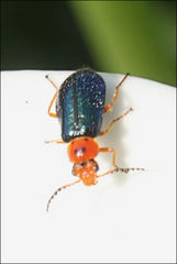 Ascolhedybius hirtus