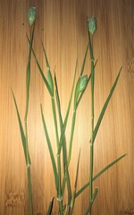 Phalaris canariensis