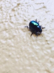 Leptinotarsa haldemani