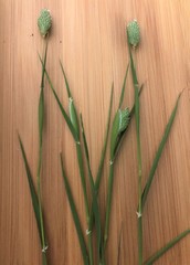 Phalaris canariensis